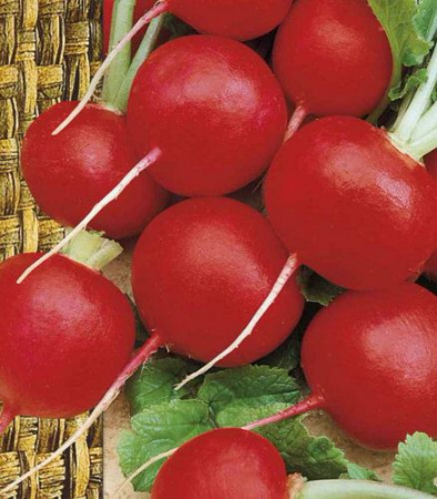Редис Рудольф 500 г купить
