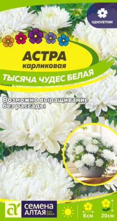 Астра Тысяча чудес Белая карликовая  купить