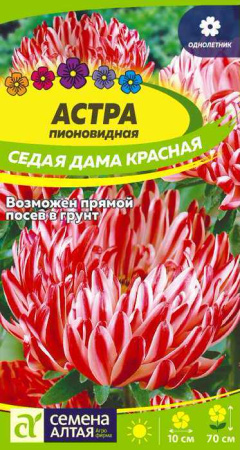 Астра Седая Дама Красная  купить