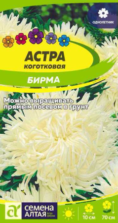 Астра Бирма коготковая купить