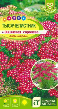 Тысячелистник Вишневая королева  купить