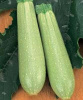 Кабачок Искандер F1 1000 шт купить