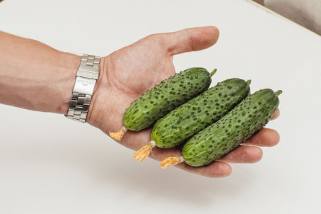 Огурец Шоша F1®  ( 2-ой пак.)  купить