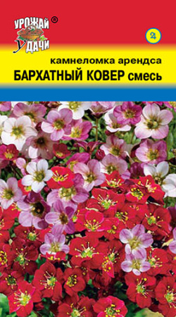 Камнеломка Бархатный Ковер, смесь  купить