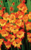 Гладиолус XXL Princess Margaret Rose 14/16 /10шт купить