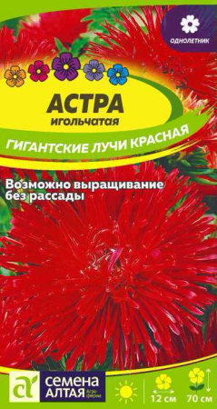 Астра Гигантские лучи Красная купить