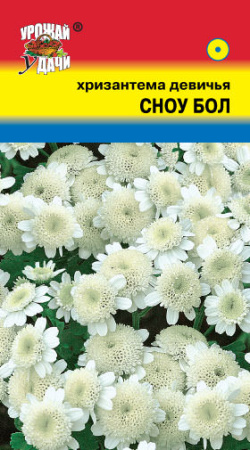 Хризантема Сноу Бол девичья  купить