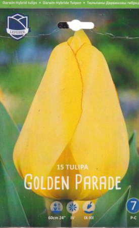 Тюльпан "Golden Parade" XXL 14/16 (1х15шт) купить