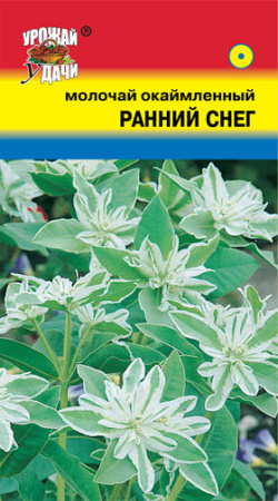 Молочай окаймленный Ранний Снег  купить