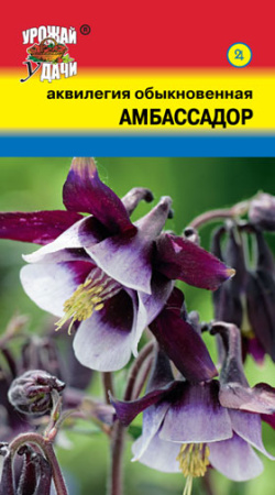Аквилегия Амбассадор  купить