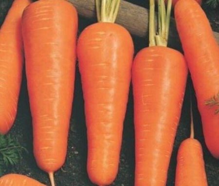 Морковь Купар F1 100'000шт (2.20-2.40) купить