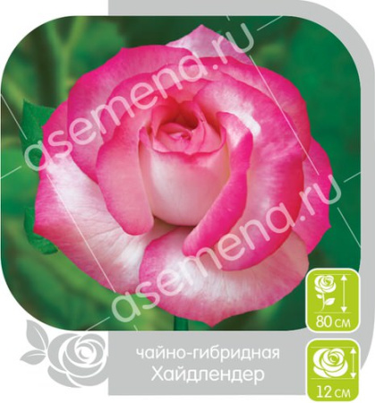 Роза Хайлендер купить