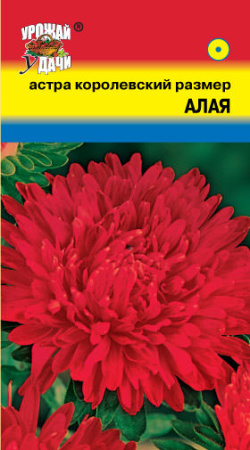Астра Королевский Размер Алая  купить