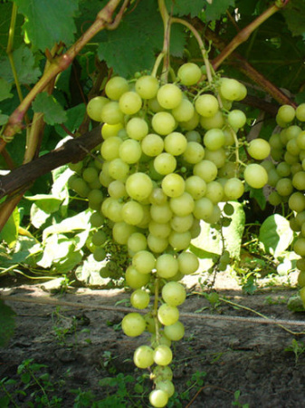 Виноград Тукай купить