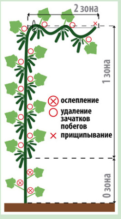 Огурец Друзья-приятели F1 купить