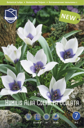 Тюльпан humilis "Alba Coerulea Oculata" (1х5шт) купить