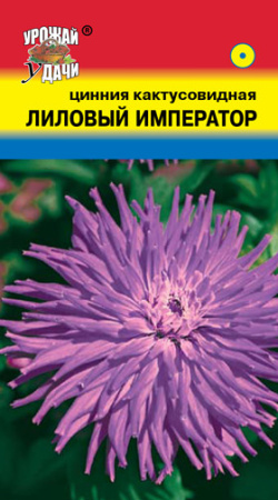 Цинния Лиловый император кактусовидная  купить