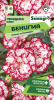 Гвоздика Шабо Бенигма cадовая купить