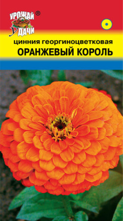 Цинния Оранжевый король георгиноцветковая  купить
