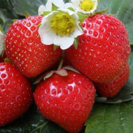 Земляника Фигаро средняя купить