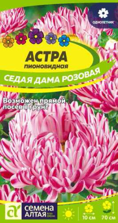 Астра Седая Дама Розовая  купить