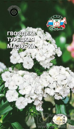 Гвоздика Мазурка турецкая купить