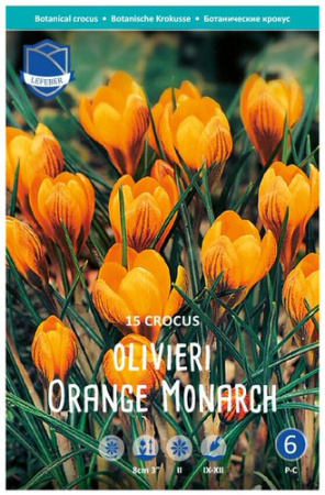 Крокус olivieri "Orange Monarch" (1х15шт) купить