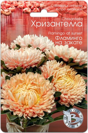 Астра Хризантелла Фламинго на закате купить