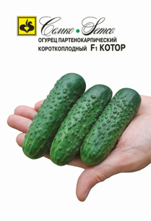 Огурец Котор F1 купить