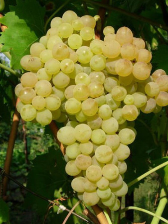 Виноград Кишмиш 342 купить