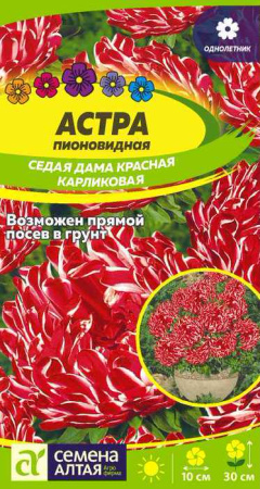 Астра Седая Дама Красная карликовая купить