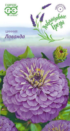Цинния Лаванда серия Лавандовые грёзы купить