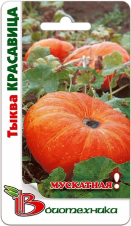 Тыква Красавица  купить