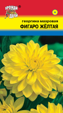Георгина Фигаро Желтая махровая  купить