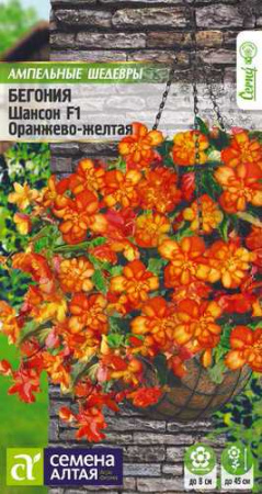Бегония Шансон F1, Оранжево - желтая, амп. клуб. купить