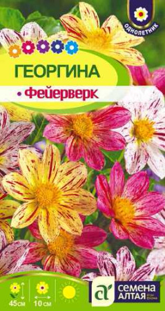 Георгина Фейерверк  купить