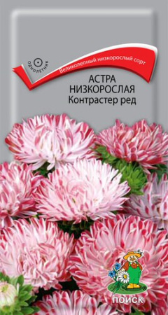 Астра Контрастер Ред низкорослая купить