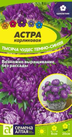 Астра Тысяча чудес Темно-синяя карликовая  купить