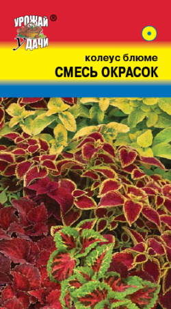 Колеус Блюме Смесь  окрасок  купить