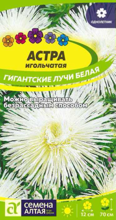 Астра Гигантские лучи Белая  купить