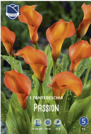 Калла syn.Zantedeschia Passion /1шт купить