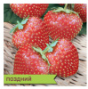 Земляника Джайв купить