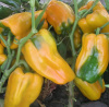 Перец Джемини F1 1000 шт купить