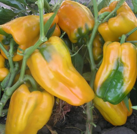 Перец Джемини F1 1000 шт купить