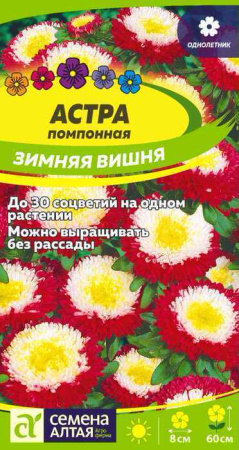 Астра Зимняя Вишня помпонная купить