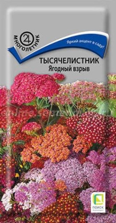 Тысячелистник Ягодный взрыв  купить