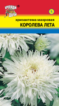 Хризантема Королева лета  купить
