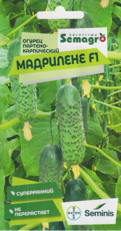 Огурец Мадрилене F1  купить